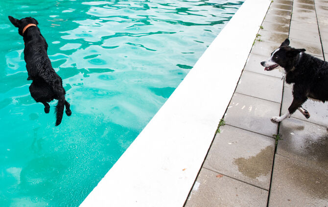 Badespaß für Hunde in Buhlbronn - Bild 28_23