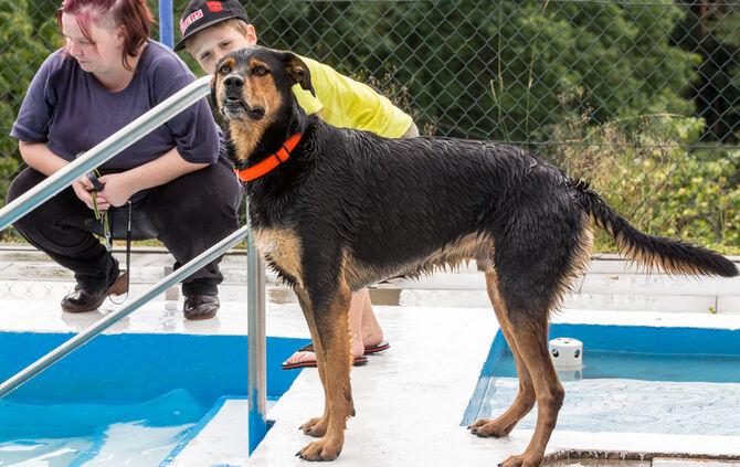Badespaß für Hunde in Buhlbronn - Bild 31_25