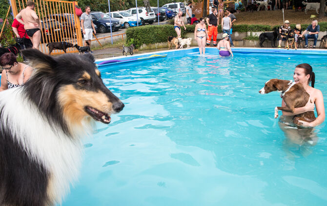 Badespaß für Hunde in Buhlbronn - Bild 26_27