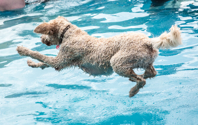 Badespaß für Hunde in Buhlbronn - Bild 32_29