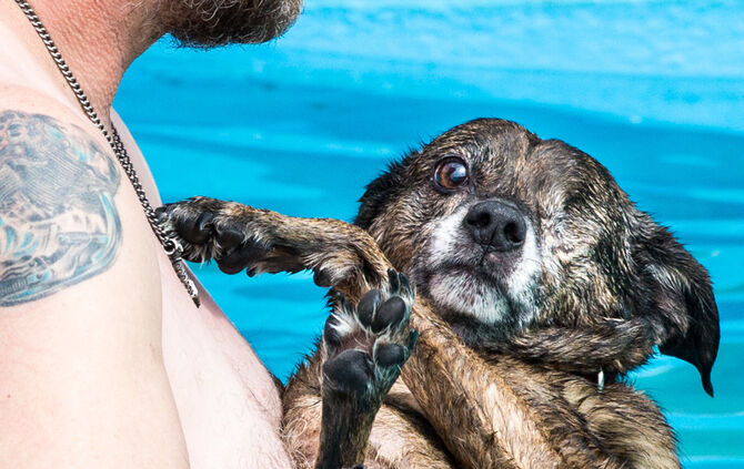 Badespaß für Hunde in Buhlbronn - Bild 22_30