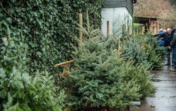 Weihnachtsmarkt auf dem Hegnauhof - Bild 01_0