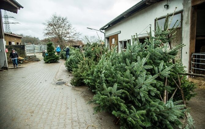 Weihnachtsmarkt auf dem Hegnauhof - Bild 16_15
