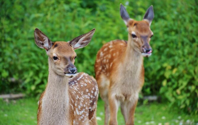 Reh Tier Tiere Symbol Symbolfoto Symbolbild
