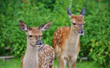Reh Tier Tiere Symbol Symbolfoto Symbolbild