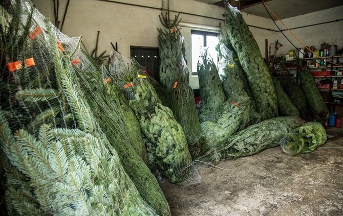 Weihnachtsmarkt auf dem Hegnauhof - Bild 23_22