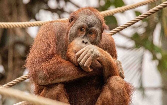 Orang Utan Batak Affe Wilhelma Stuttgart