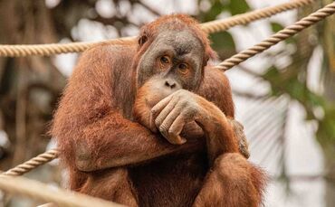 Orang Utan Batak Affe Wilhelma Stuttgart
