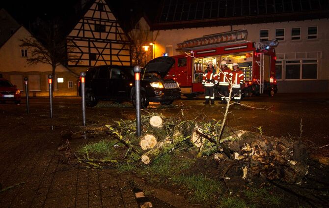 Baum stürzt in Schwaikheim auf Straße_3