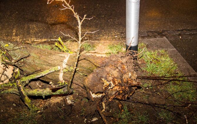 Baum stürzt in Schwaikheim auf Straße_5