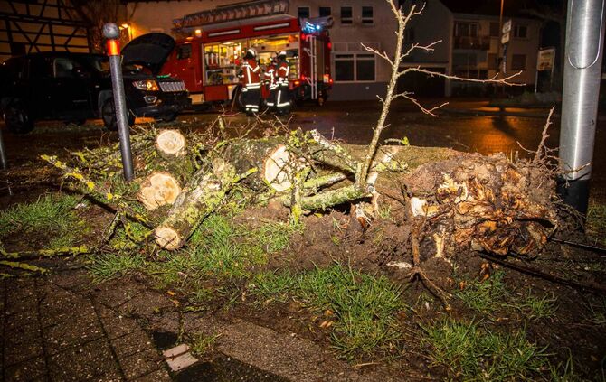 Baum stürzt in Schwaikheim auf Straße_7