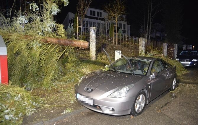 Weinstadt-Baach: Grosser Baum faellt auf geparktes Auto - Pkw Totalschaden
