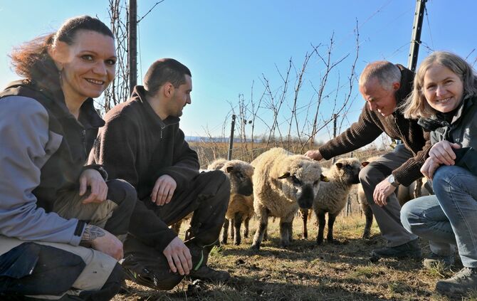 Schafe in den Weinbergen