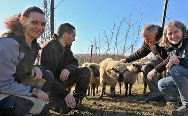 Schafe in den Weinbergen