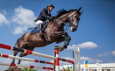 horse-gd8f5a1ade_1920