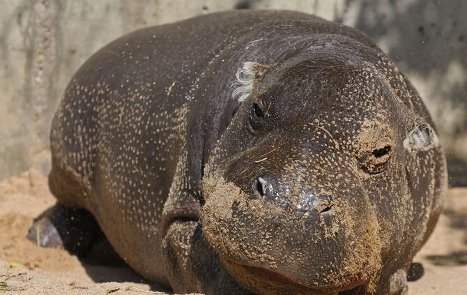 KW_48b_Zwergflusspferd_Hannibal_gestorben_1.12.2016_Archivbild_1_Foto_Marco_Cini_0