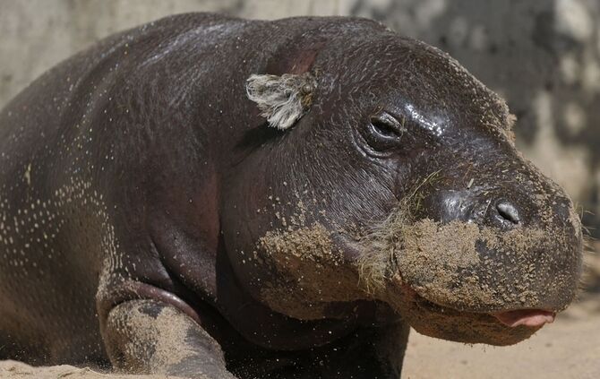 KW_48b_Zwergflusspferd_Hannibal_gestorben_1.12.2016_Archivbild_2_Foto_Marco_Cini_1