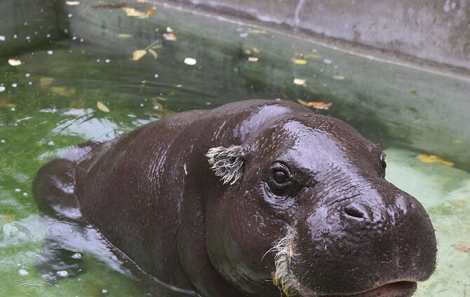 KW_48b_Zwergflusspferd_Hannibal_gestorben_1.12.2016_Archivbild_3_Foto_Wilhelma_2