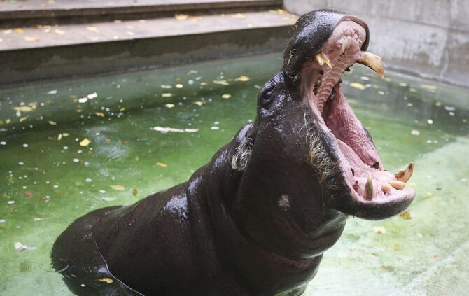 KW_48b_Zwergflusspferd_Hannibal_gestorben_1.12.2016_Archivbild_4_Foto_Wilhelma_3