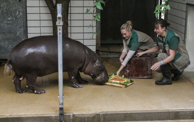 KW_48b_Zwergflusspferd_Hannibal_gestorben_1.12.2016_Archivbild_5_Foto_Wilhelma_4