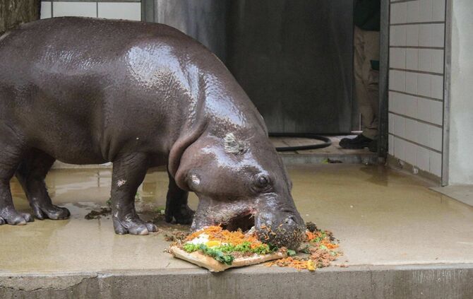 KW_48b_Zwergflusspferd_Hannibal_gestorben_1.12.2016_Archivbild_6_Foto_Wilhelma_5