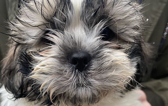 Welpe Shih-Tzu illegaler Welpenhandel Fellbach