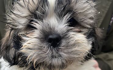 Welpe Shih-Tzu illegaler Welpenhandel Fellbach