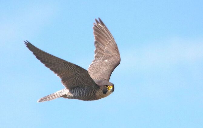 Fellbacher Wanderfalke