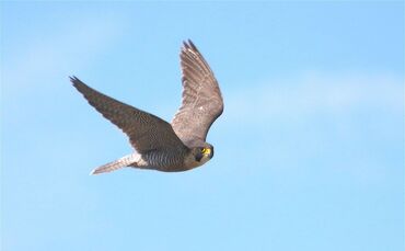 Fellbacher Wanderfalke