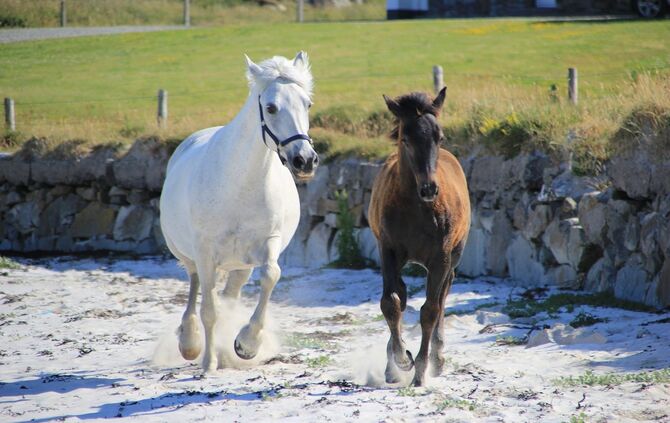 pony-g026d27dd1_1920