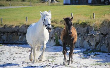 pony-g026d27dd1_1920