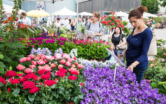 Rosenmarkt verlegt - Bild 62_0