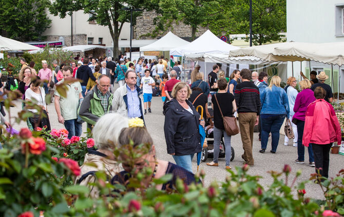 Rosenmarkt verlegt - Bild 60_5