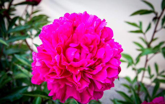 Rosenmarkt verlegt - Bild 55_6