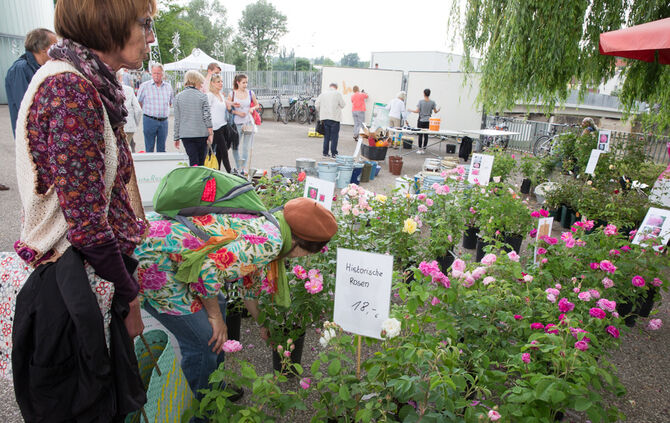 Rosenmarkt verlegt - Bild 35_9