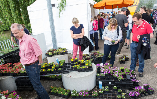 Rosenmarkt verlegt - Bild 30_10