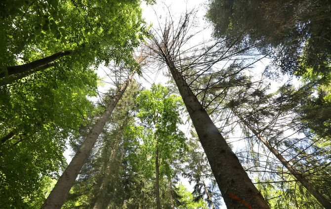WaldBuoch