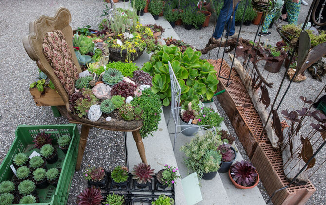 Rosenmarkt verlegt - Bild 61_22