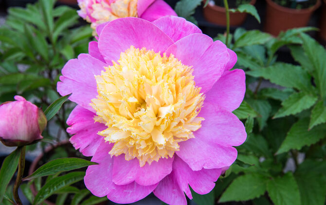 Rosenmarkt verlegt - Bild 58_24