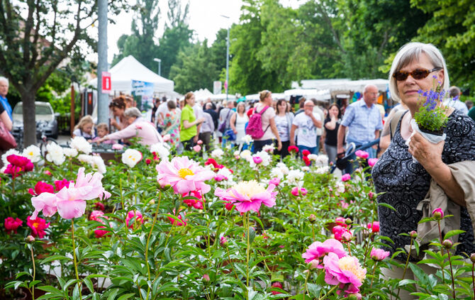 Rosenmarkt verlegt - Bild 57_25