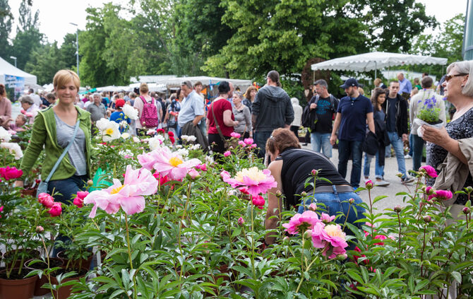 Rosenmarkt verlegt - Bild 56_26