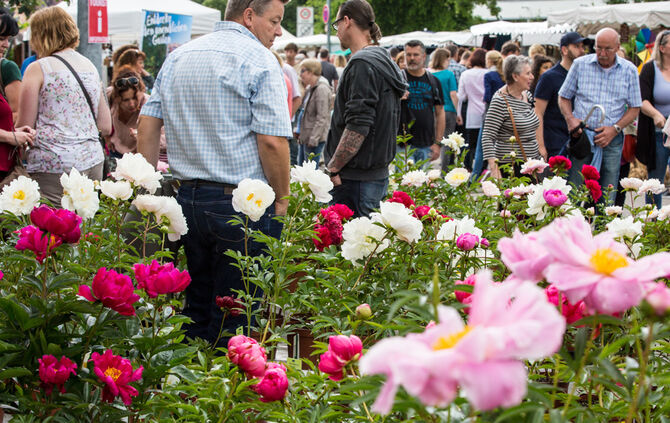 Rosenmarkt verlegt - Bild 54_27
