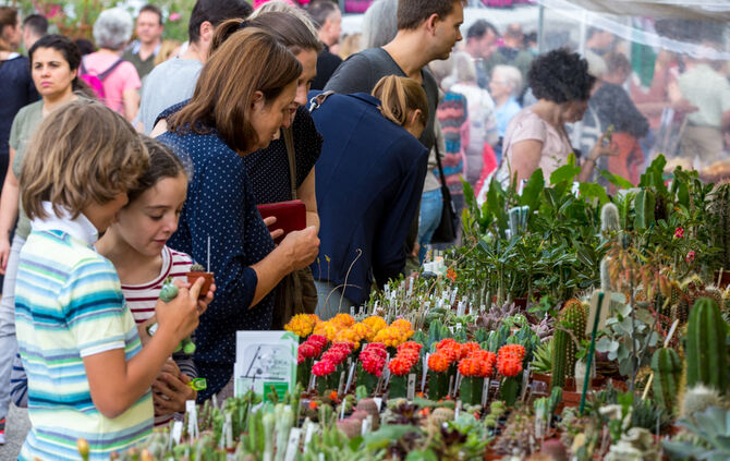 Rosenmarkt verlegt - Bild 53_28