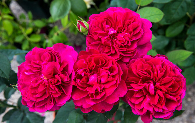 Rosenmarkt verlegt - Bild 52_29