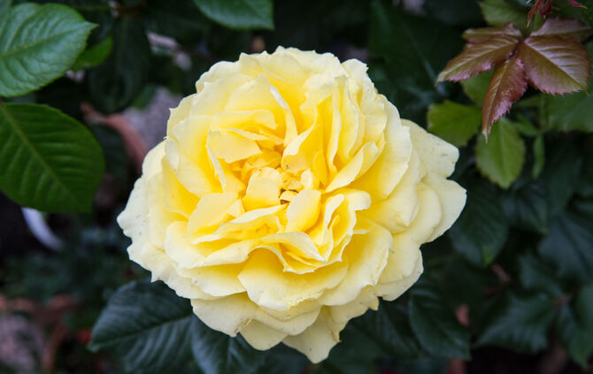 Rosenmarkt verlegt - Bild 51_30