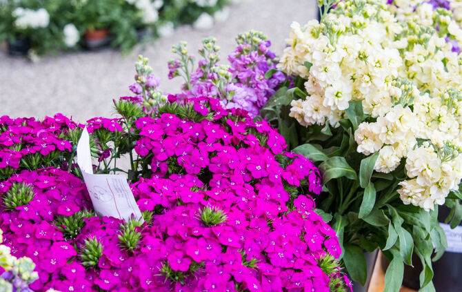 Rosenmarkt verlegt - Bild 49_31