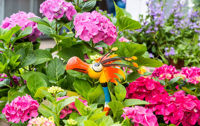 Rosenmarkt verlegt - Bild 48_32