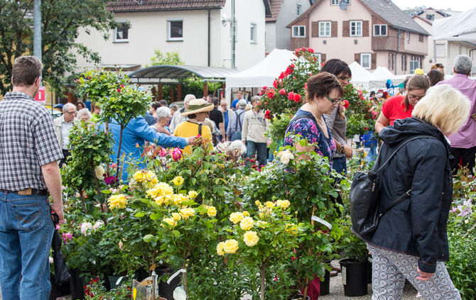Rosenmarkt verlegt - Bild 47_33