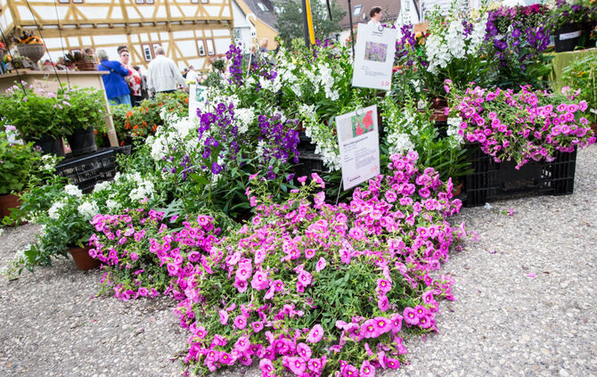 Rosenmarkt verlegt - Bild 46_34