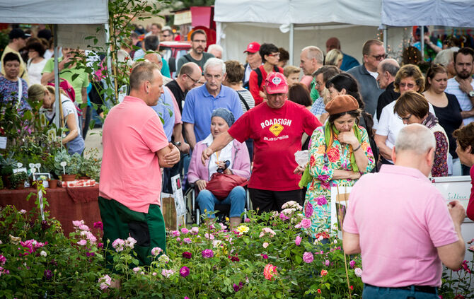 Rosenmarkt verlegt - Bild 39_39